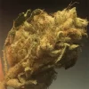 Buy Casey Jones weed strain online