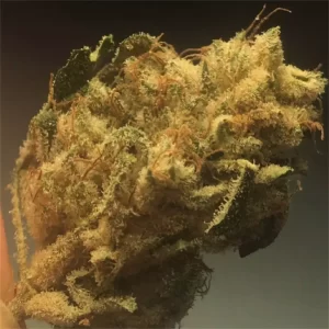 Buy Casey Jones weed strain online